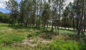 RIDE ON Motocross School à Chanterac